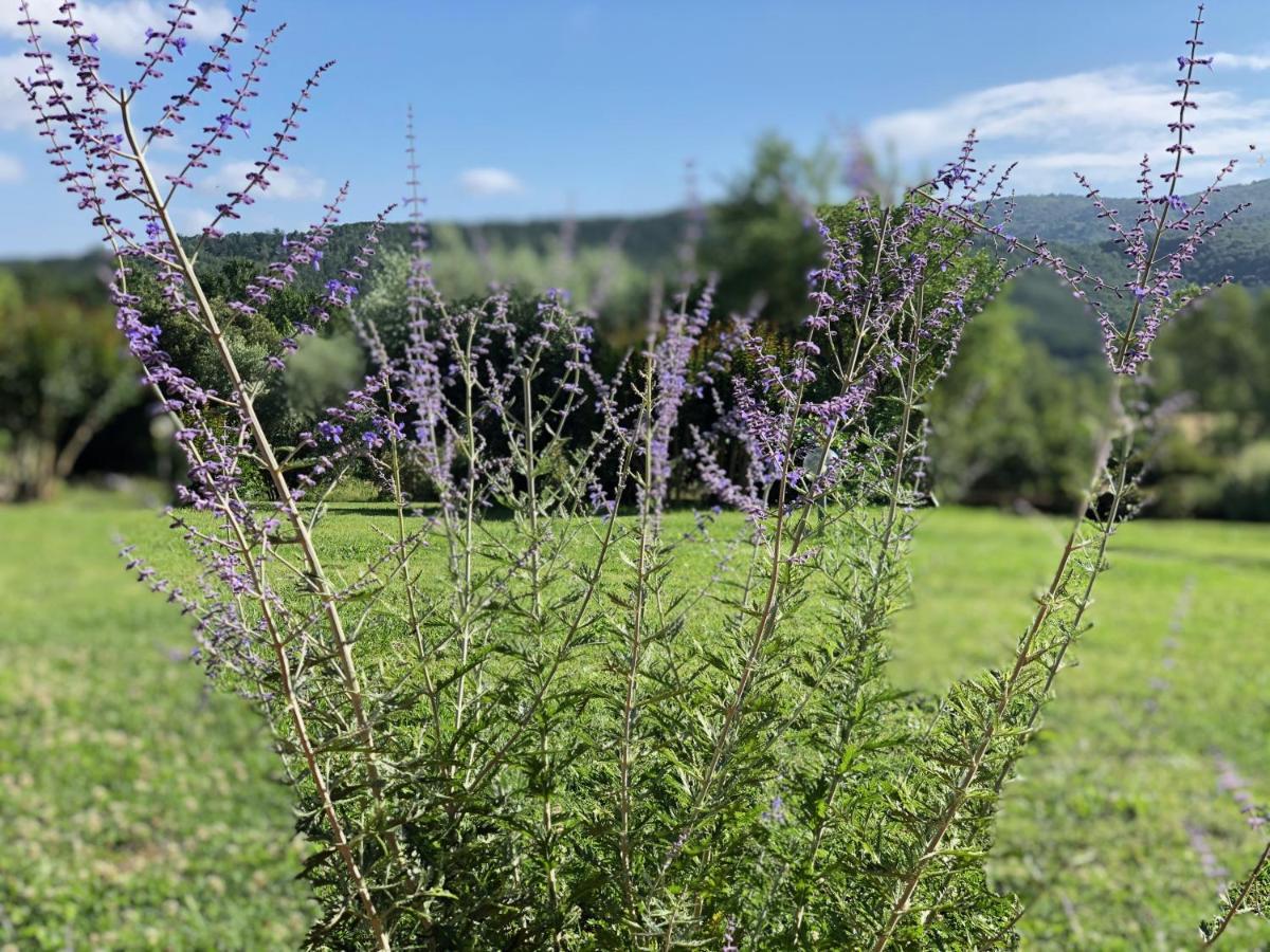 Agriturismo Santa Lorica Sassetta Kültér fotó